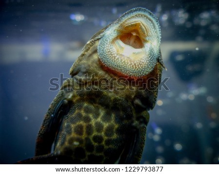 Fish-sucker plecostomus in aquarium. Royalty-Free Stock Photo #1229793877