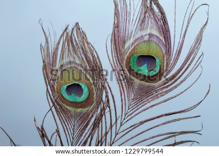 Close up peacock feathers (Indian peafowl) isolated on white