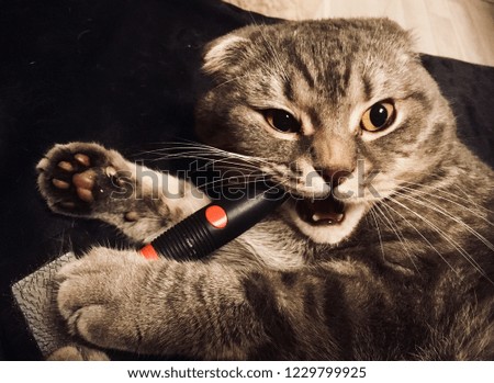 Cat with the brush. Brushing. Cat with strange emotional face. Cats emotions are very sincere and who know what are they thinking about on a picture