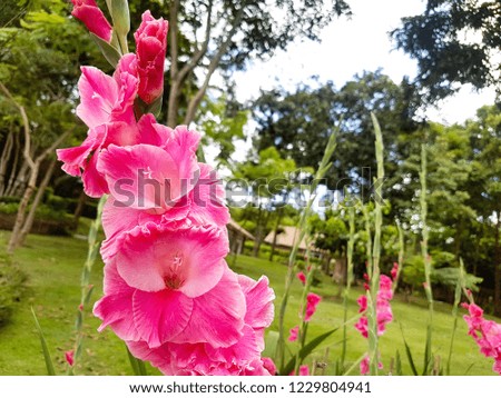 Beautiful flower background. Flower in thailand.