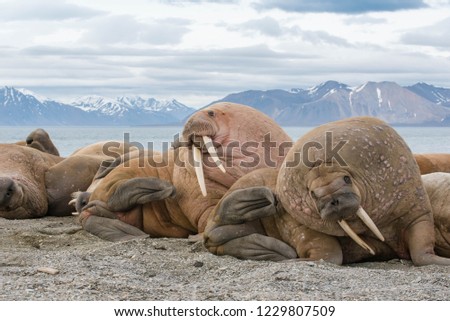 The walrus is a marine mammal, the only modern species of the walrus family, traditionally attributed to the pinniped group. One of the largest representatives of pinnipeds.