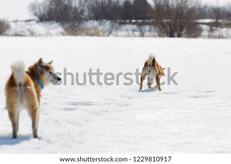 Dog playing in the snow