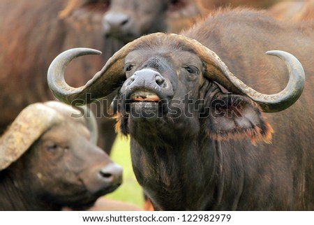 African Buffalo (Syncerus Caffer), Serengeti, Tanzania