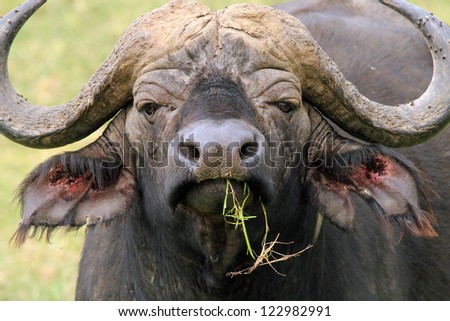 Portrait of an African Buffalo (Syncerus Caffer), Serengeti, Tanzania