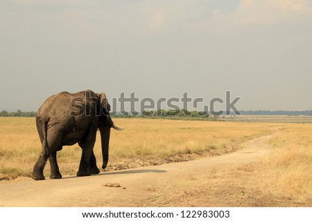 African Elephant (Loxodonta Africana) Walking, Maasai Mara, Kenya