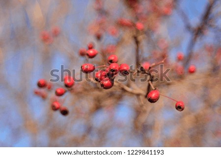 Ripe hawthorn berries.