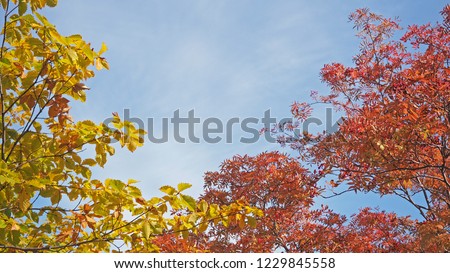 Colorful of different color leaf trees on blue sky and clouds background with space on the center