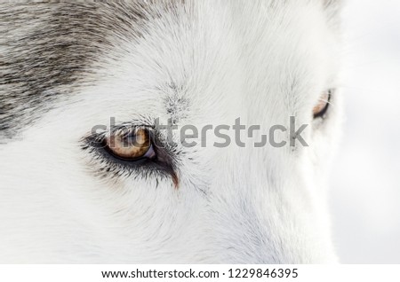 One Siberian Husky dog close up portrait. Husky dog has black and white fur color. Isolated white background for design.