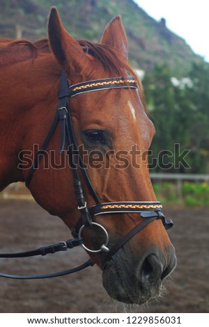 Chestnut sorrel Arabian horse with bridle with headstall and reins, close up profile of forehead, muzzle and chin groove, beautiful domestic animal used for sports such as equestrianism or for work