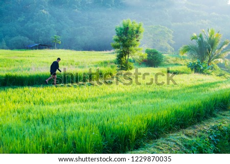 Boy walking around rice terraces field in raining day , Thailand