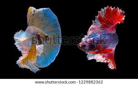 Betta splendens (The Siamese fighting fish) has a colorful body and tail and has a fierce attitude. Staring and fighting. The black background makes the fish look distinct.
