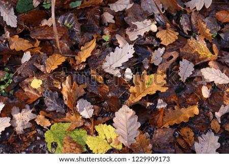 Carpet of autumn leaves. Fallen autumn leaves on the ground.