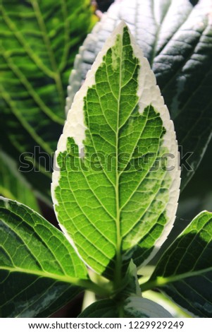 Summertime Green Leaf