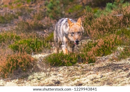 Close up portrait of a grey wolf (Canis Lupus) also known as Timber wolf displaying an agressive facial dominant expression in the Canadian forest during the summer months