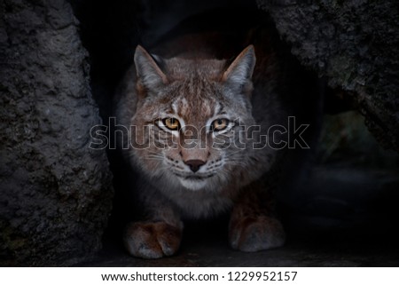 Lynx is a big cat sitting on the ground and ironically looking straight at you. close-up is a glance of a lynx. Royalty-Free Stock Photo #1229952157