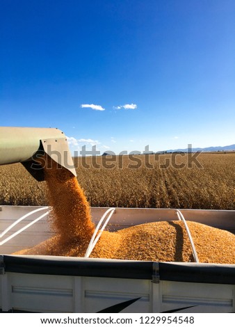 Dumping grain unto truck