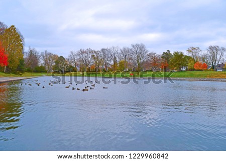 Peaceful calm lake with ducks in the water in a park setting in the fall, ideal for travel, scenic guides, print media, image has room for content and text.