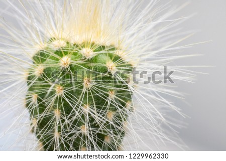 The Green cactus with yellow needles close up, side view