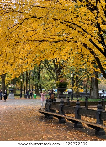 Central Park in the Autumn, NYC.