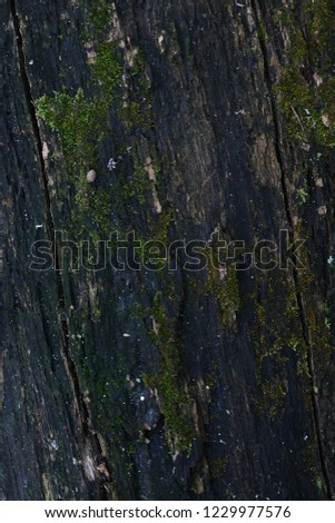 Photos of old trees bark