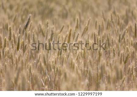Wheat field in warm evening light, short depth of focus