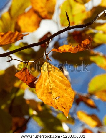 Autumn leaves closeup/macro