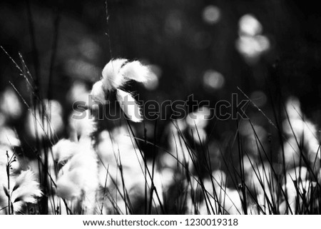a black and white picture of wool grass