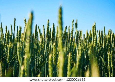 Close up of green wheat field at sunset. Selective focus