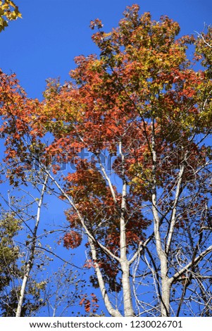Fall Foliage Trees