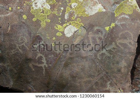ancient rock paintings on the rocks of the Altai Mountains. The pictures show the hunt for mountain goats, Altai Republic, Russia