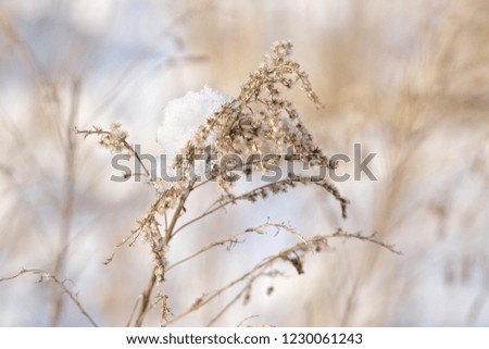 Horizontal wintertime close-up image of a bright-lit Canadian Goldenrod (Solidago canadensis, Kanadische Goldrute) covered with snow. Image with shallow depth of field and blurred background.