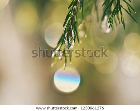 Horizontal spring-time mood close-up image of a bright-lit spruce-twigs covered with water-drops. Image with shallow depth of field and blurred background.