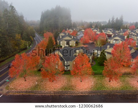 Aerial shot of a autumn trees in Hillsboro, Oregon. Fallen leaves create circles around trees. Fall mood