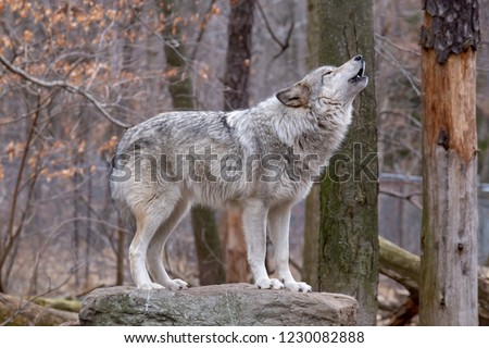 Howling timber wolf