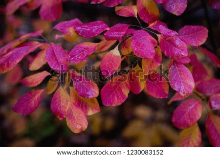 Red Pink and Orange Autumn Leaves Background
