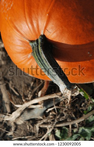Orange pumpkins at outdoor farmer market. Pumpkin patch. Halloween. Fall.