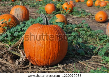 Orange pumpkins at outdoor farmer market. Pumpkin patch. Halloween. Fall. Royalty-Free Stock Photo #1230092056