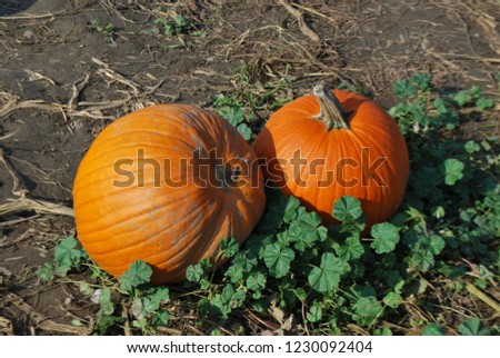 Orange pumpkins at outdoor farmer market. Pumpkin patch. Halloween. Fall. Royalty-Free Stock Photo #1230092404