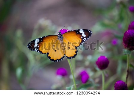 Beautiful Plain Tiger  butterfly sitting on the flower plant with a nice soft background in its natural habitat