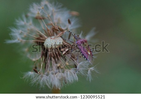 bedbug on dandelion