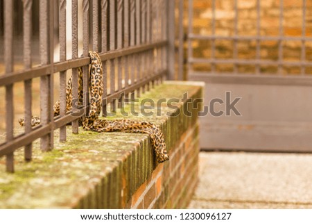 Leopard scarf left on an ancient iron railing