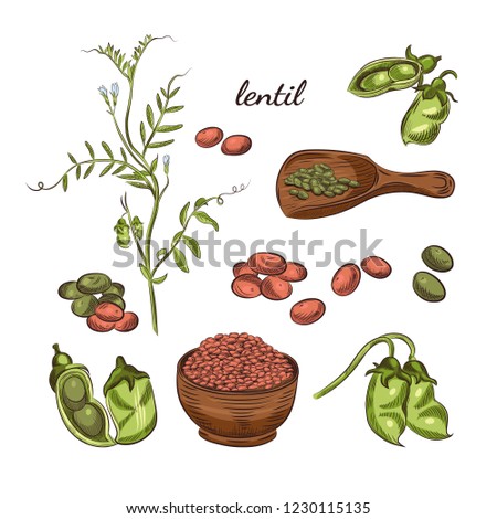 Lentil plant hand drawn illustration. Peas and pods sketches. Scoop for lentils isolated on white background. Royalty-Free Stock Photo #1230115135