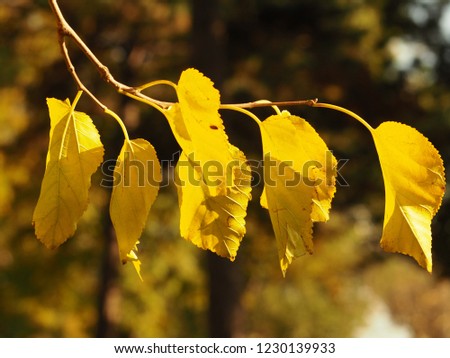 a branch of yellow birch leaves