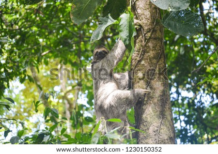 Sloth - Climbing