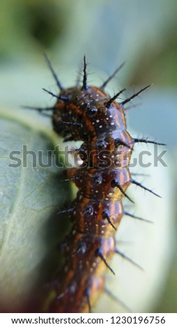 butterfly caterpillar in macro photography.
