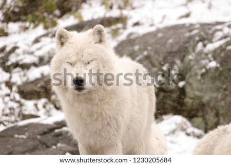 Arctic Wolves in winter