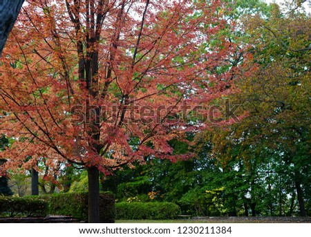  a mapleleaf  tree. changing leaves color