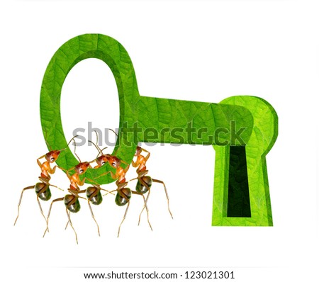 Ants teamwork to open the lock