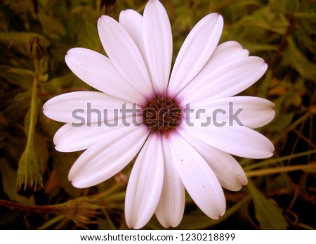 White daisy flower macro background