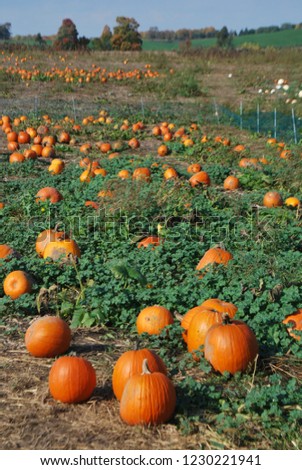Orange pumpkins at outdoor farmer market. Pumpkin patch. Halloween. Fall. Royalty-Free Stock Photo #1230221941